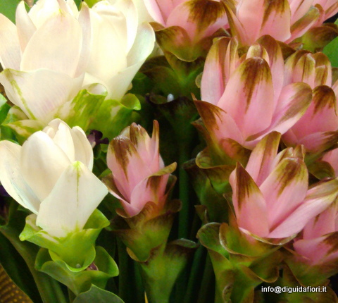 Curcuma - immagine da http://www.diguidafiori.it/