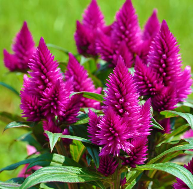 cresta di gallo - Celosia caracas - Amaranthaceae - cofloratoscana.it