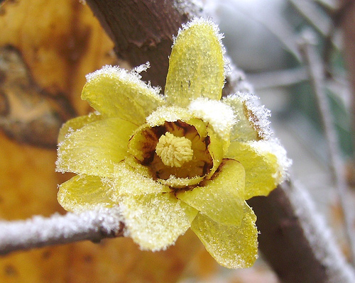 Calicanto - ideegreen.it