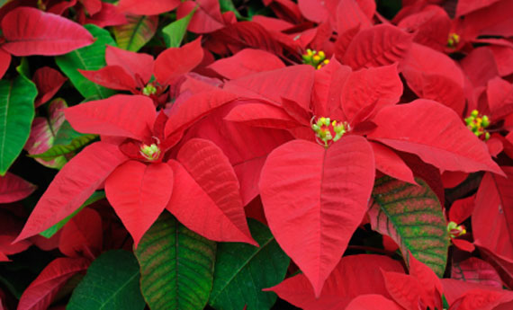 Stella di Natale - foto via leitv.it