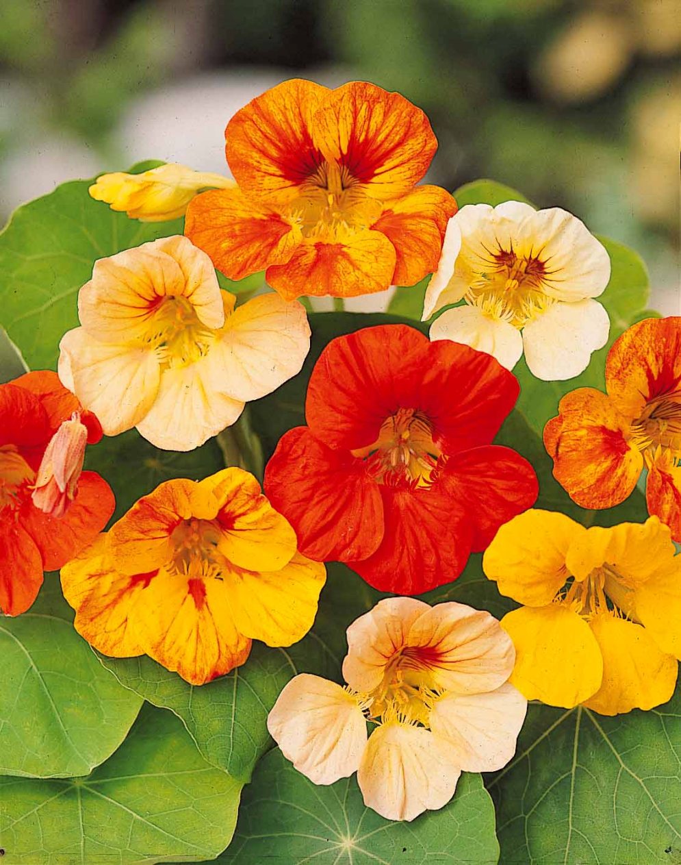 Nasturzi - foto via aujardindewillemse.it