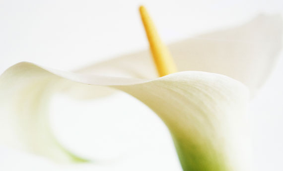 Calle - foto via leitv.it