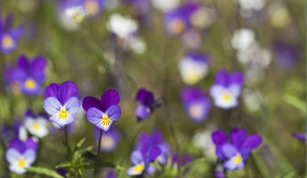 Viola - foto via dr.hauschka.com