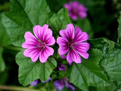 Siero viso alla malva - foto via cure-naturali.it
