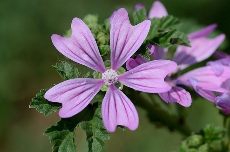 Siero viso alla malva - foto via giardinaggio.net