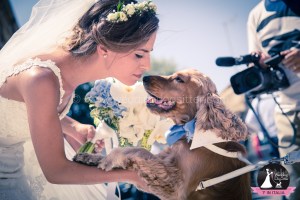Wedding Dog Sitter