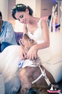 Wedding Dog Sitter