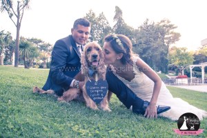 Wedding Dog Sitter