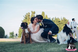 Wedding Dog Sitter