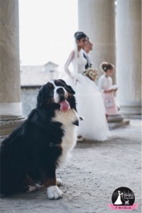 Wedding Dog Sitter