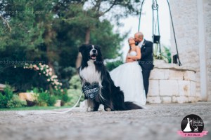 Wedding Dog Sitter