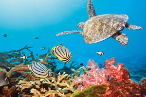 Asia - foto via hotelplan.it